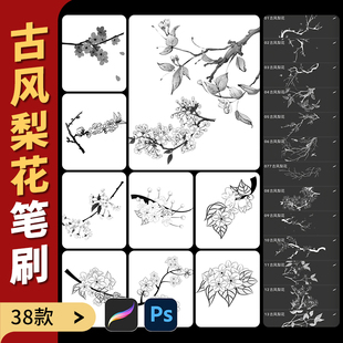 procreate笔刷ps手绘唯美古风水墨梨花梨树枝条花瓣花卉线稿植物