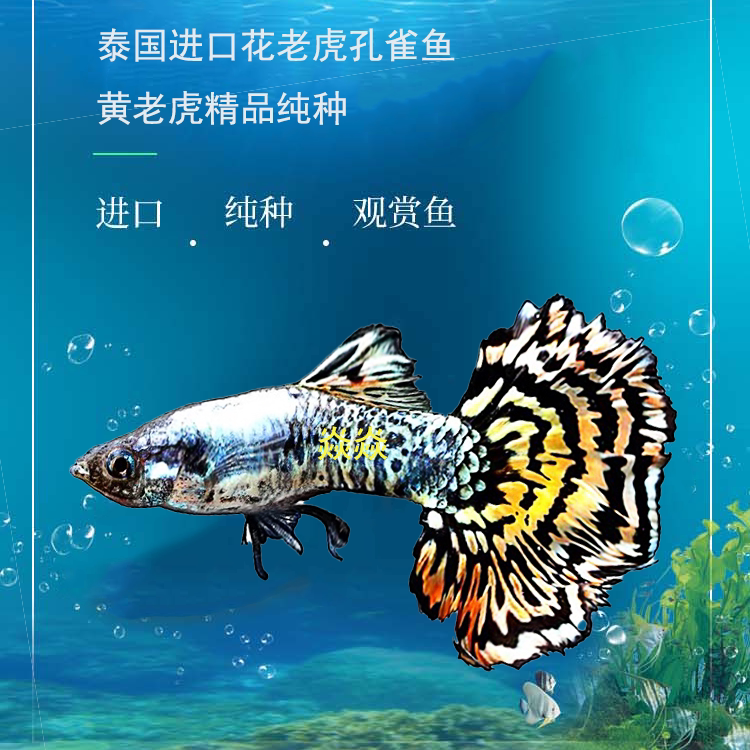 孔雀鱼泰国进口黄老虎精品凤尾鱼淡水鱼小型热带观赏鱼凤尾鱼热销