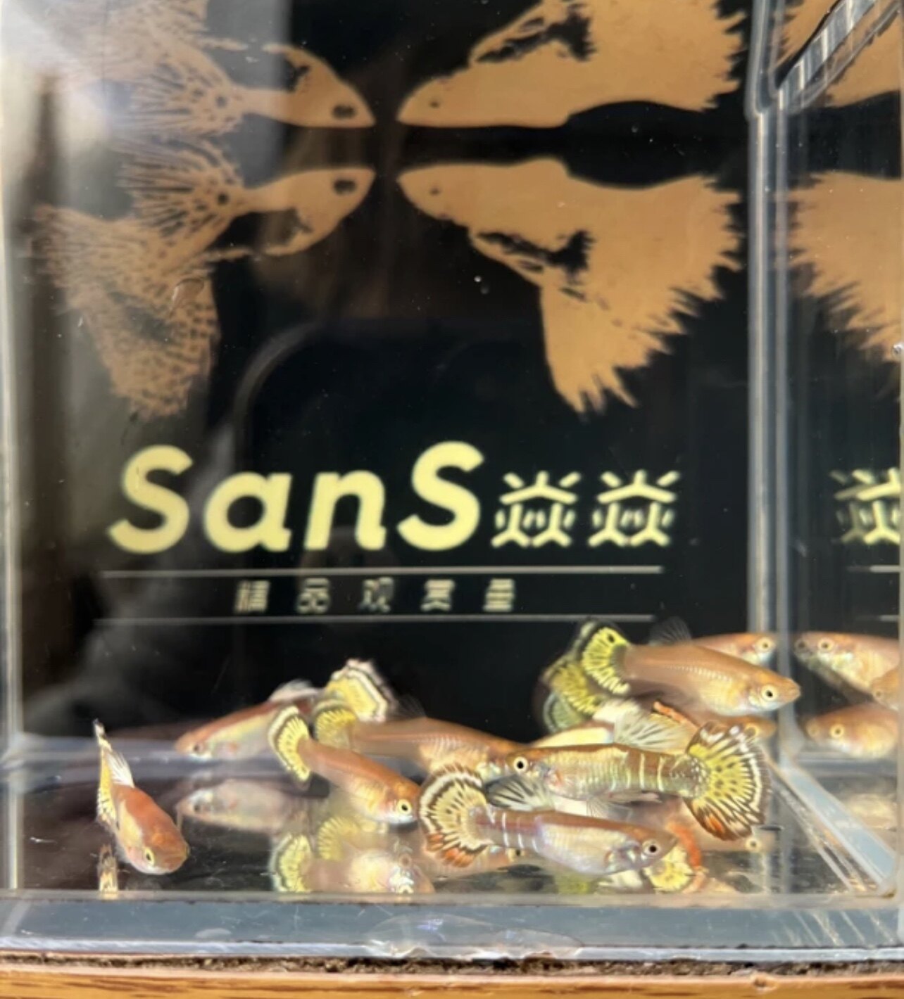 黄金老虎孔雀鱼3对(2-2.5cm)