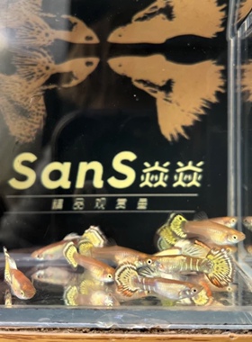 黄金老虎孔雀鱼3对（2-2.5cm）