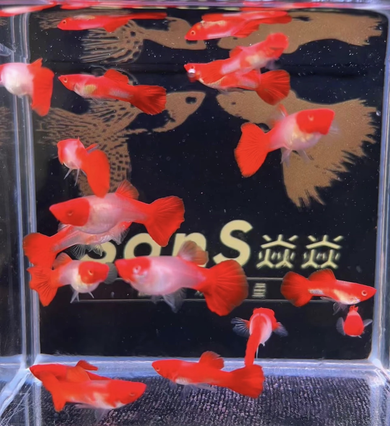 鸿运当头孔雀鱼6条搭对