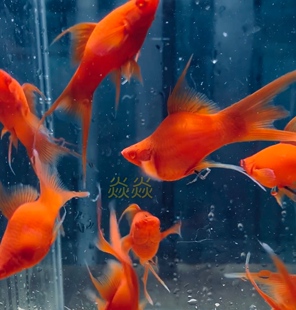 红剑鱼精品稀有大C体红剑燕尾球高鳍菊花帆红箭燕尾淡水热带热销