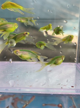 蝶翼绿斑马3对3-4cm