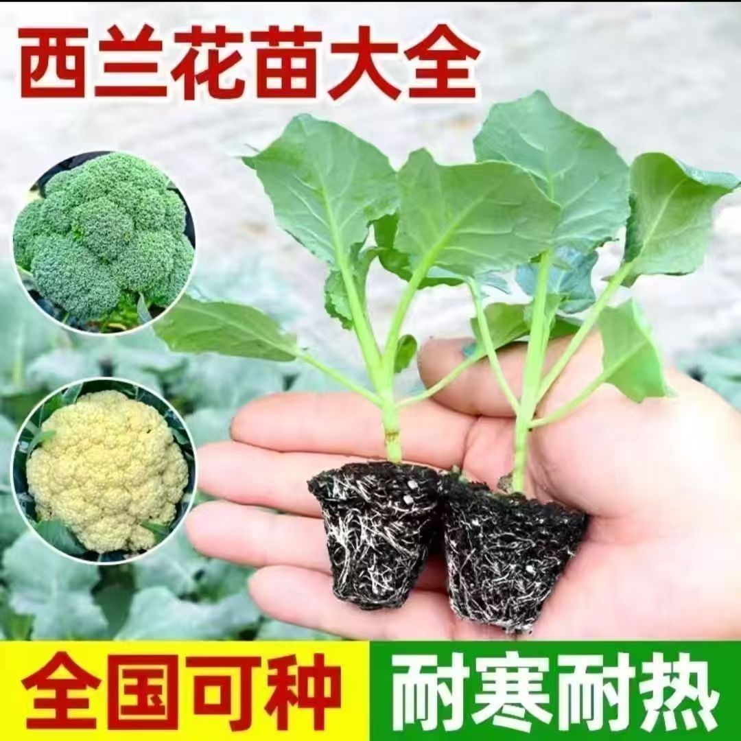 西兰花苗秧苗花椰菜苗