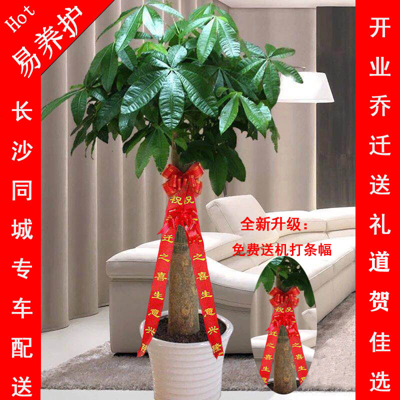 长沙发财树盆栽开业乔迁招财植物室内办公室大型绿植同城配送上门,鲜花速递/花卉仿真/绿植园艺,大型绿植/成品组合盆栽,淘宝优惠券,粉丝福利购,淘宝优惠卷