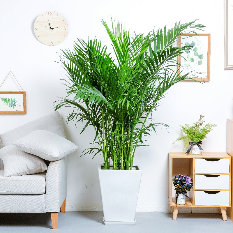 长沙同城富贵椰子盆栽办公室客厅大型绿植凤尾竹植物室除甲醛植物