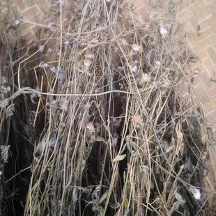 潮汕小号一点红 羊蹄草 叶下红 野芥兰 红背草全株晒干无硫中草药