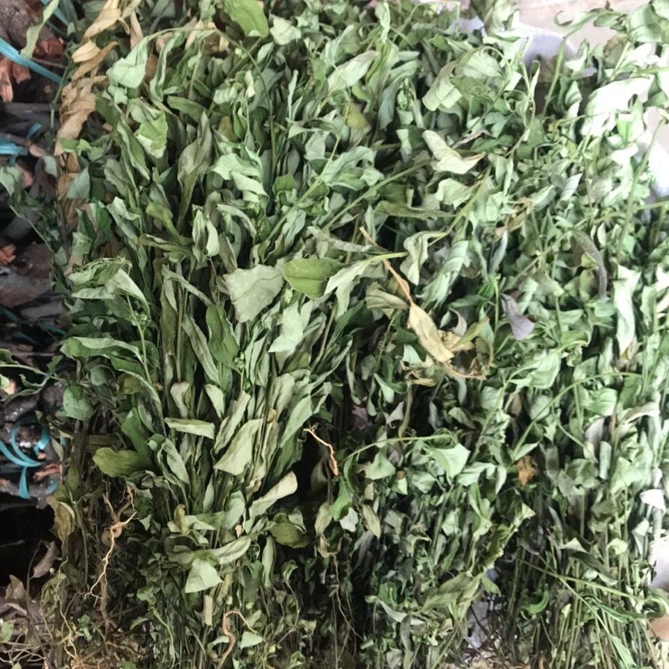 野生多年红 中草药 紫背金牛 大金牛草 千里马 500克包邮
