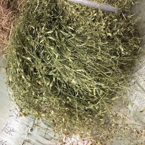 野生乌龙草 丁癸草 二叶人字草 苍蝇翼 乌蝇翼草 丁贵草500克