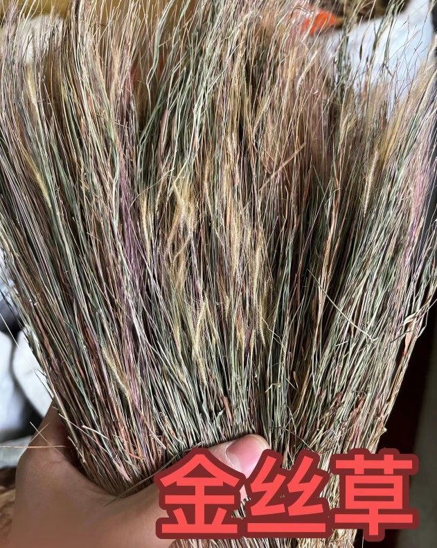 潮汕野生 金丝草 笔仔草 竹篙草 猫毛草 中药材 500g包邮