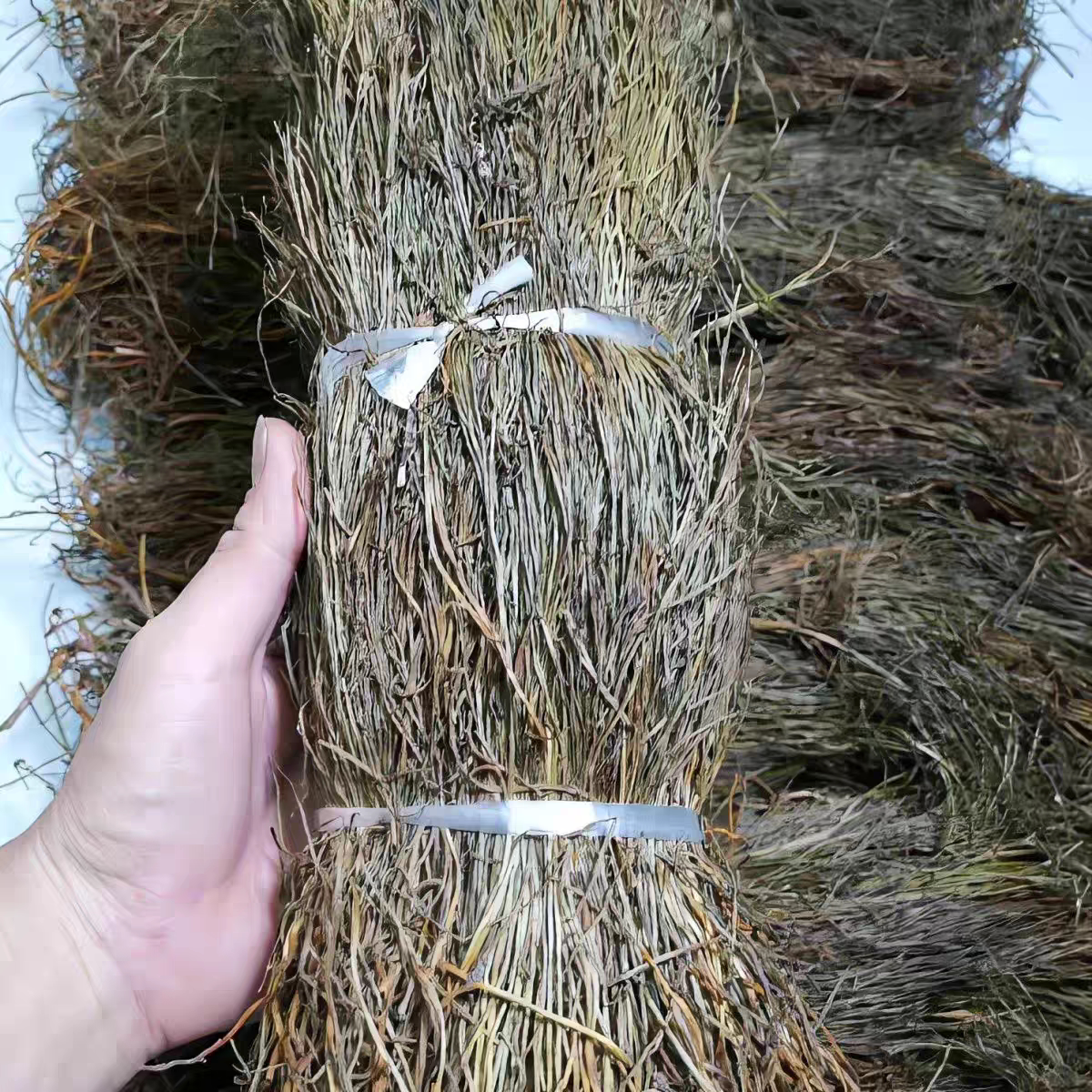 野生石侧柏 铁刷把 龙须草 石龙须 铁扫帚 石刷把 石寄生中药材