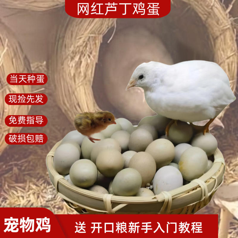 芦丁鸡蛋受精蛋种蛋受精卵可孵观赏活物宠物鸡变异纯白家养礼服鸡,宠物/宠物食品及用品,宠物鸡,淘宝优惠券,粉丝福利购,淘宝优惠卷