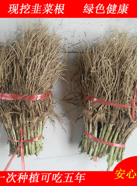 当年棚鲜新韭菜根现挖 易成活绿色菜苗盆栽四季宽叶食用紫根绿植