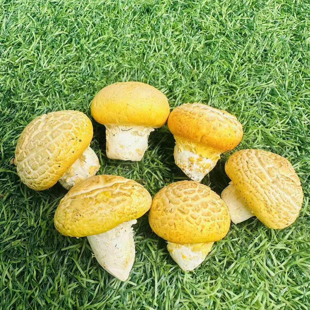 2025年那曲黄蘑菇野生新鲜黄菇炒菜菌菇新鲜黄金菇炖汤鲜松茸包邮