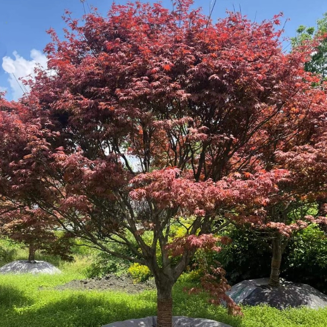 花镜植物庭院红枫树苗红舞姬盆栽日本风景树苗正宗三季红中国红枫
