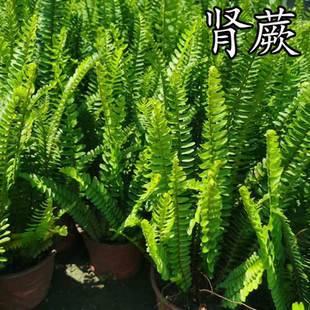 肾蕨铁线吉姆鸟巢狼尾彩虹鹿角银线凤尾富贵蕨观叶花卉绿植物盆栽
