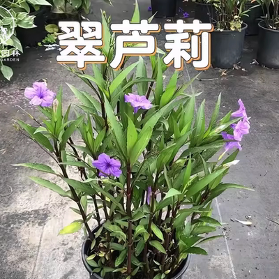 翠芦莉庭院花期长草本植物花草