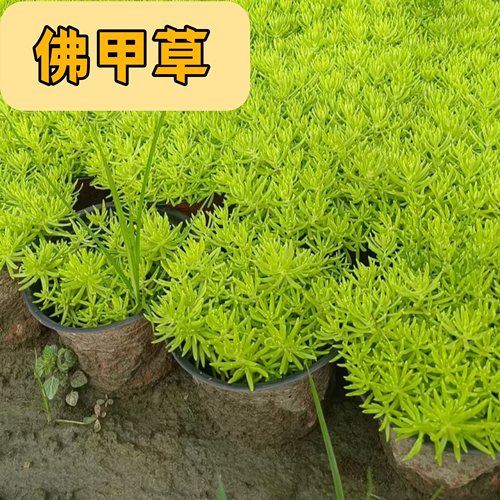 佛甲黄金草盆栽夏季耐热可暴晒