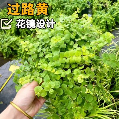 金叶过路黄耐寒耐旱宿根植物