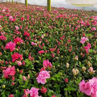 杜鹃花盆栽植物干枝西洋杜鹃花苗老桩比利时杜鹃成都直发