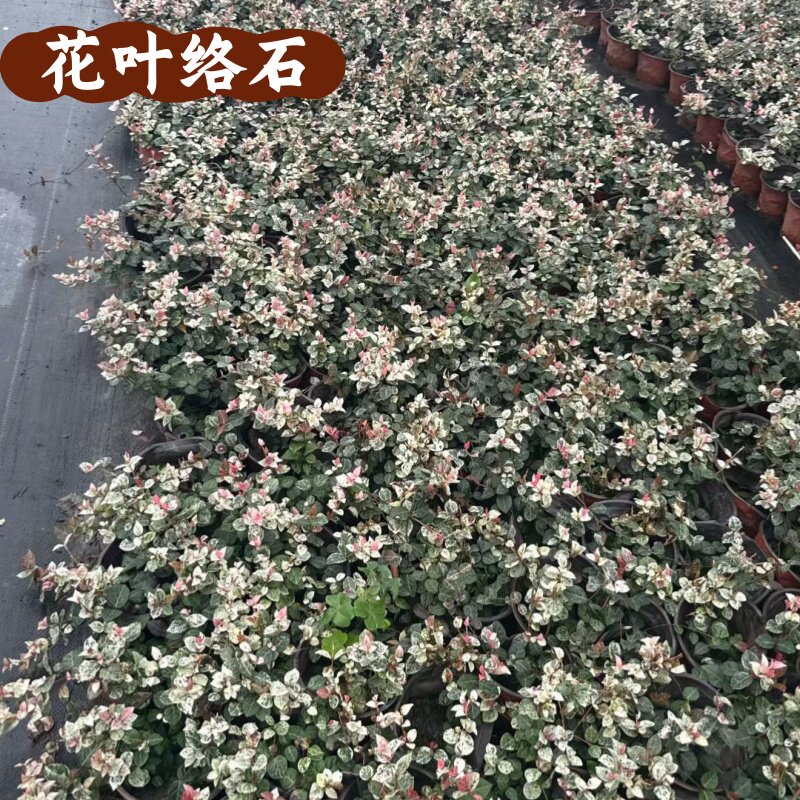 花叶络石盆栽花苗彩叶络石庭院阳台好养垂吊藤蔓花卉耐寒耐热花镜