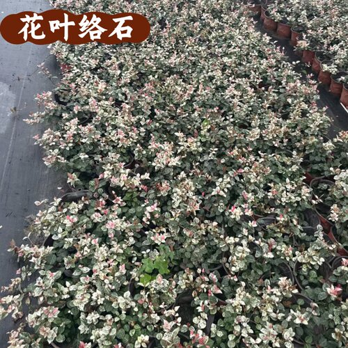 鑫和花叶络石花苗耐寒耐热好养