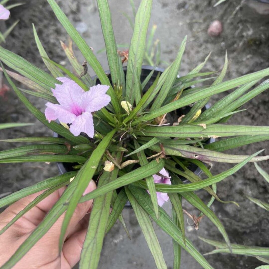 矮生翠芦莉盆栽蓝花草多年生宿根草本植物室内庭院阳台好养花期长