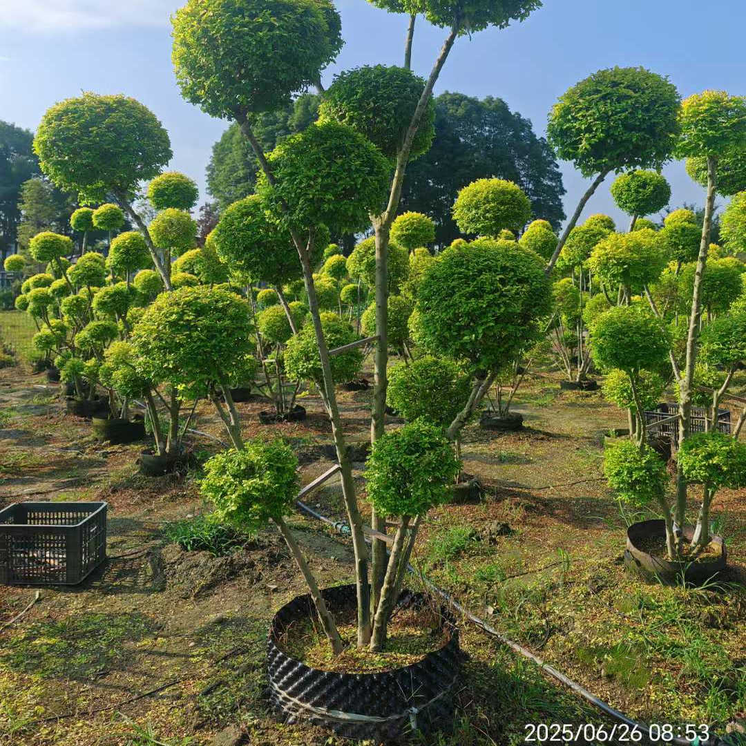 棒棒糖多头圆锥亮晶女贞