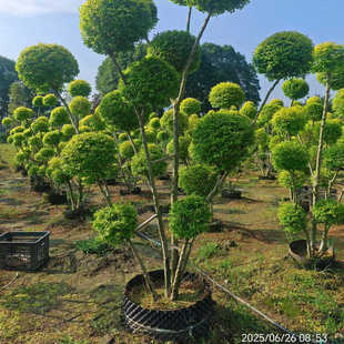 亮晶女贞花境植物金禾女贞金叶女贞小叶女贞金森女贞绿化苗木花苗