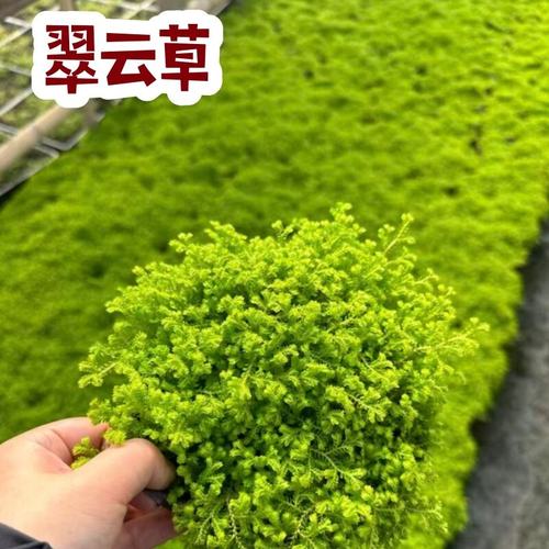 翠云草盆栽绿植绿地球植物