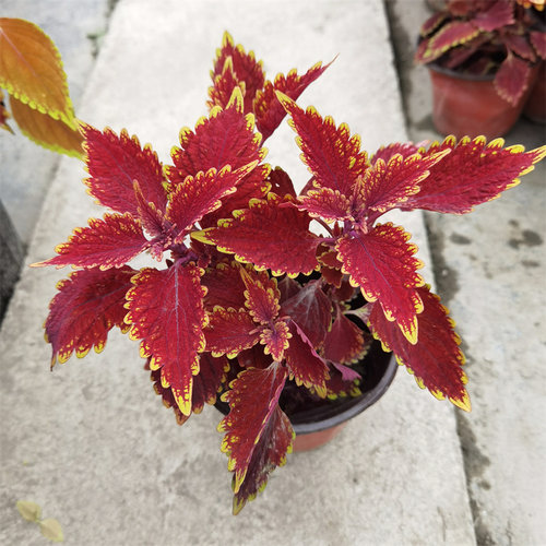 彩叶草净化空气喜阳耐晒绿植庭院