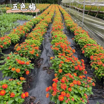 五色梅盆栽四季开花耐热好养