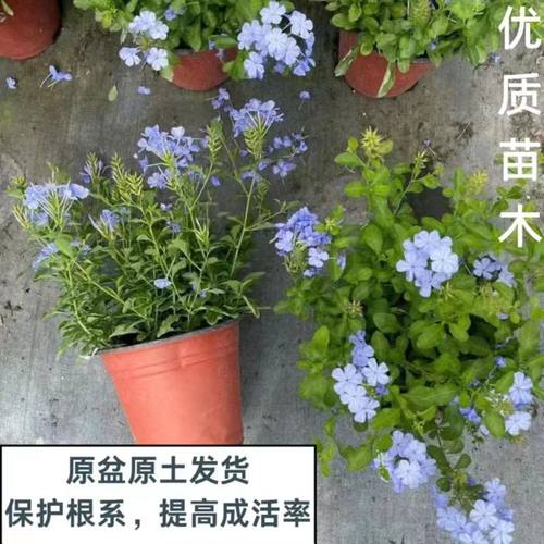 蓝雪花盆栽苗草本花卉庭院阳台