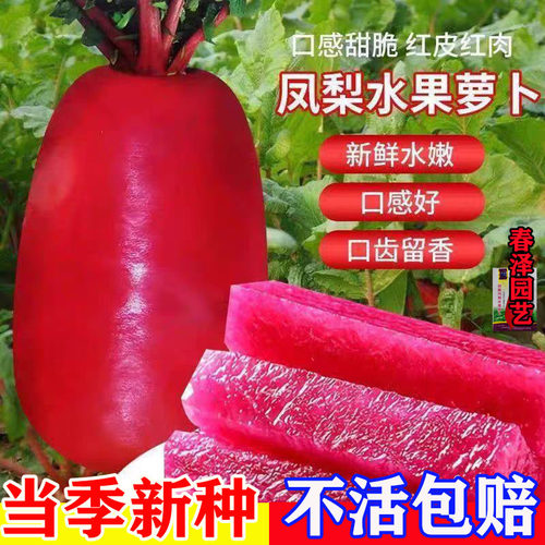 凤梨水果萝卜种子大全紫美人