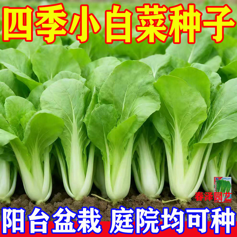 奶油小白菜种子速生高产