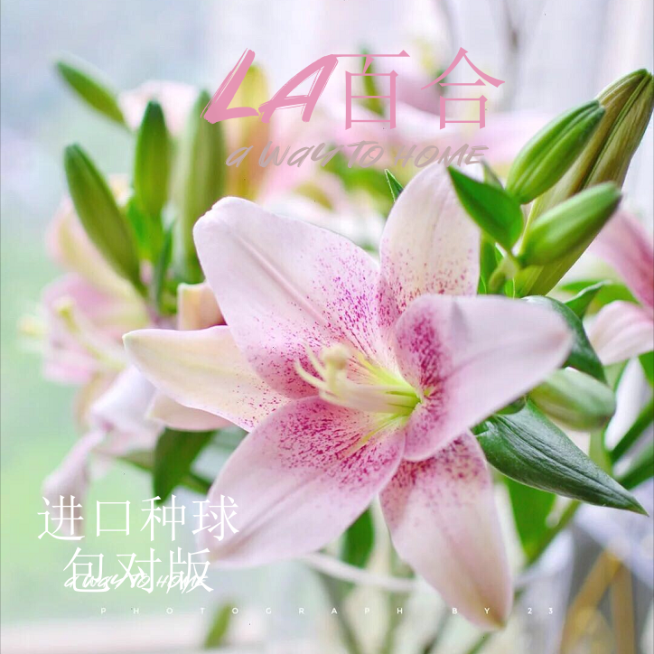 小熊花园 LA春百合种球进口包对版花卉绿植室内盆栽 3-4月发