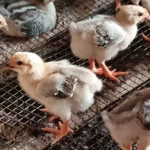 宠物小鸡活苗三黄土鸡苗仔乌鸡绿壳蛋鸡九斤红公鸡芦花鸡五黑鸡苗