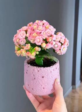 长寿花摆件桌面客厅摆件家居装饰办公室摆件工位稳定情绪神器礼物