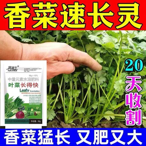 【香菜猛长】香菜速长猛长肥料叶面肥香菜茎粗叶肥厚生长快早上市