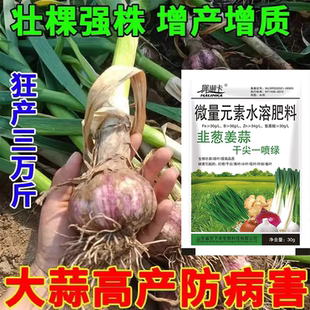 大蒜猛长大蒜专用肥防干尖软腐病疫病病毒病白粉病锈病大蒜病全治