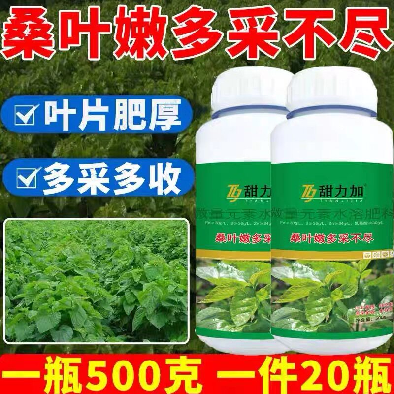 桑叶嫩多采不尽强力生根壮苗叶片肥厚蚕桑树苗桑叶养蚕专用叶面肥图片