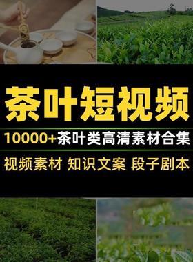 茶叶短视频素材图片文案脚本茶业茶园采茶泡茶高清素材合集