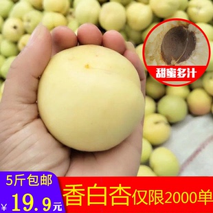 遵化娘娘庄香白杏相古庄香白杏银白杏露天自然成熟山坡水果杏子