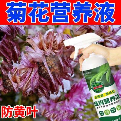 适合各种花的营养液黄叶焦边黑斑落叶】菊花专用营养液菊花营养液