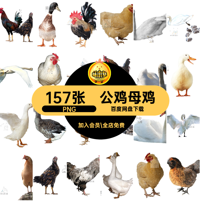 水鸭大白鹅png扣白天鹅透明小鸡157张母鸡家禽PNG公鸡图片素材