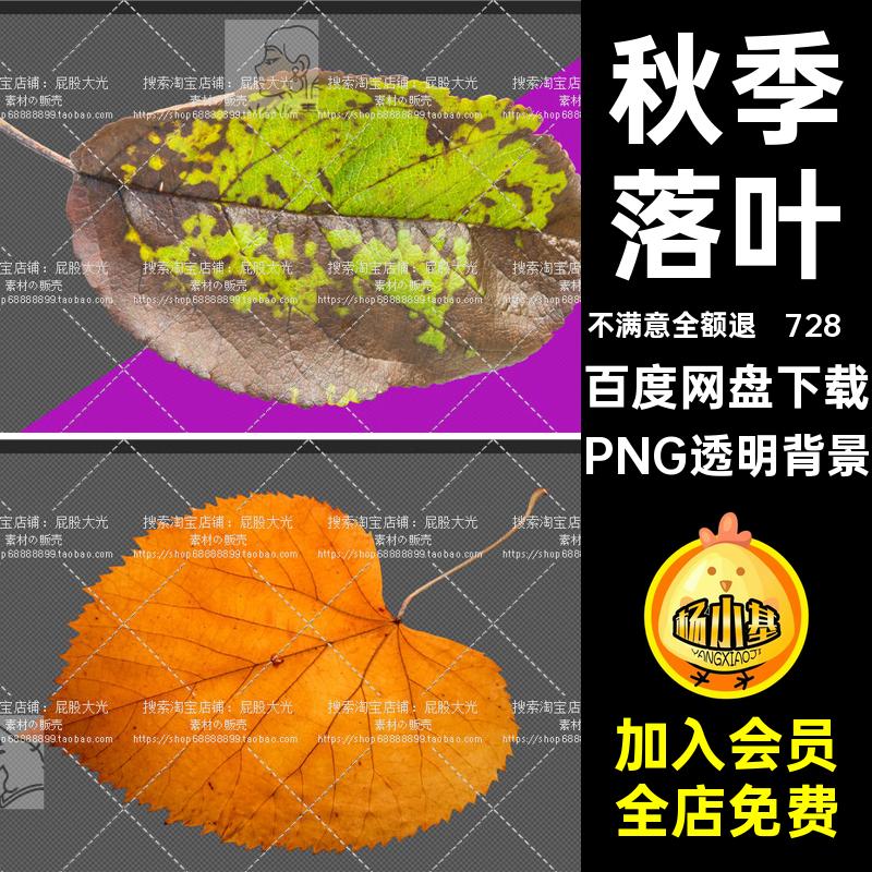 728溓锛韭桃禤NG透明背景单片秋季枯黄树枝抠树叶PNG透明背景秋天