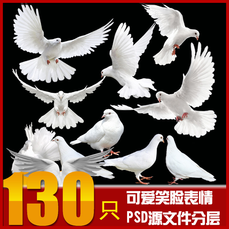 高清psd分层鸽子和平鸽鸟类图片园林景观后期素材ps动物广告设计b