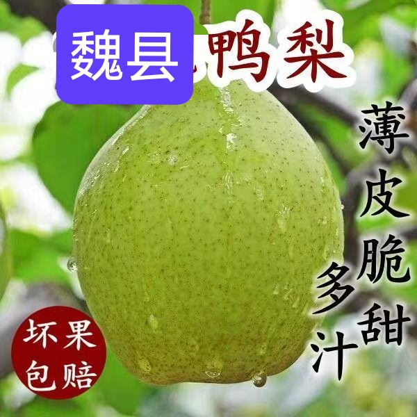 魏县鸭梨，脆甜爽口，皮溥肉厚，止咳化痰，果园现摘直发
