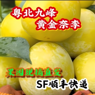 现摘黄金奈李乐昌九峰山原产地直发脆甜蜂密脱骨李子水果王5-10斤