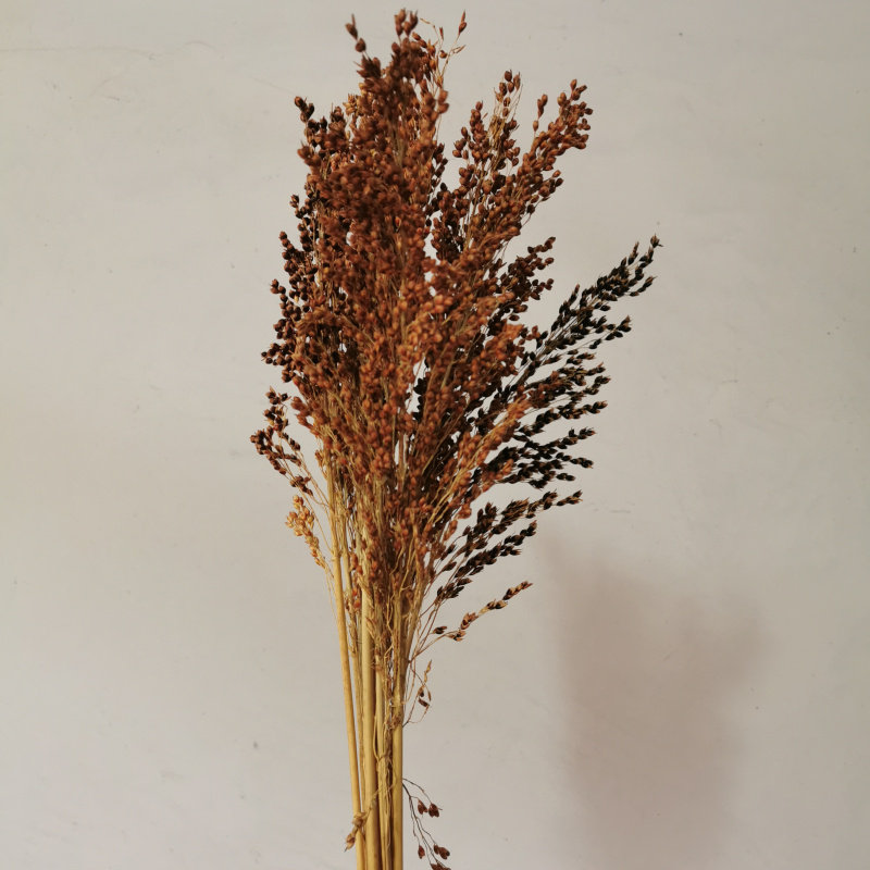 天然干花高粱高粱穗高粱花客厅店铺展厅田园艺术装饰干花拍摄道具